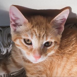 Meet your Posher, Skylar